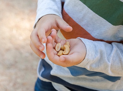 Porträt eines Jungen mit Haselnüssen