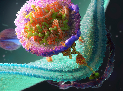 Grafik LDL-Rezeptoren auf der Zellmembran